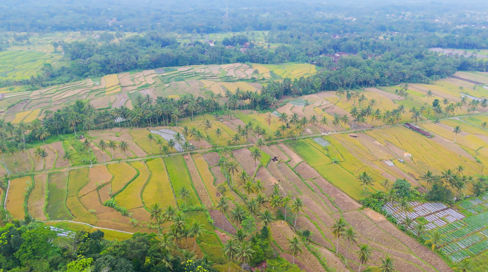 Area Pertanian